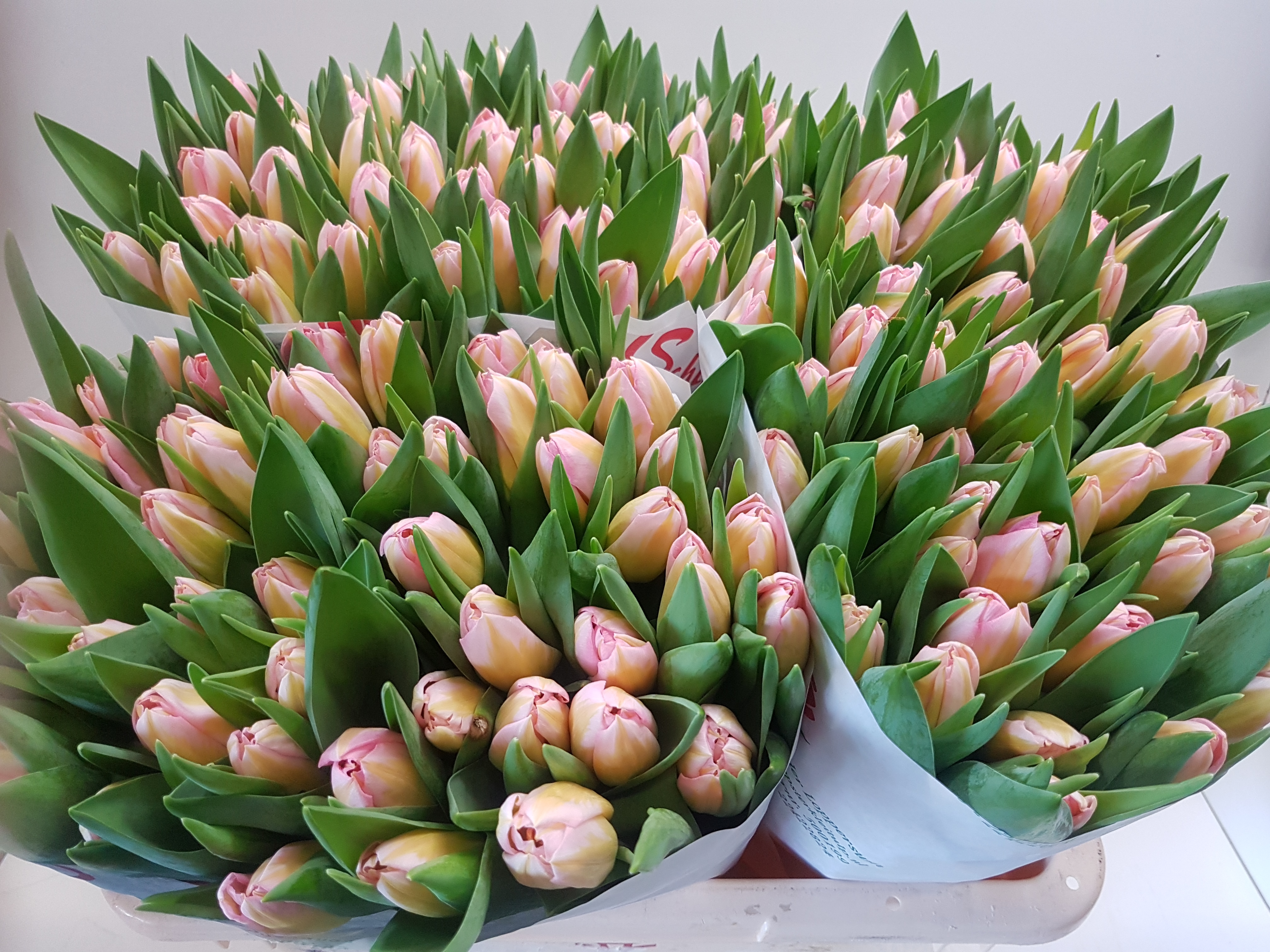 Tulpen voor aflevering naar de veiling