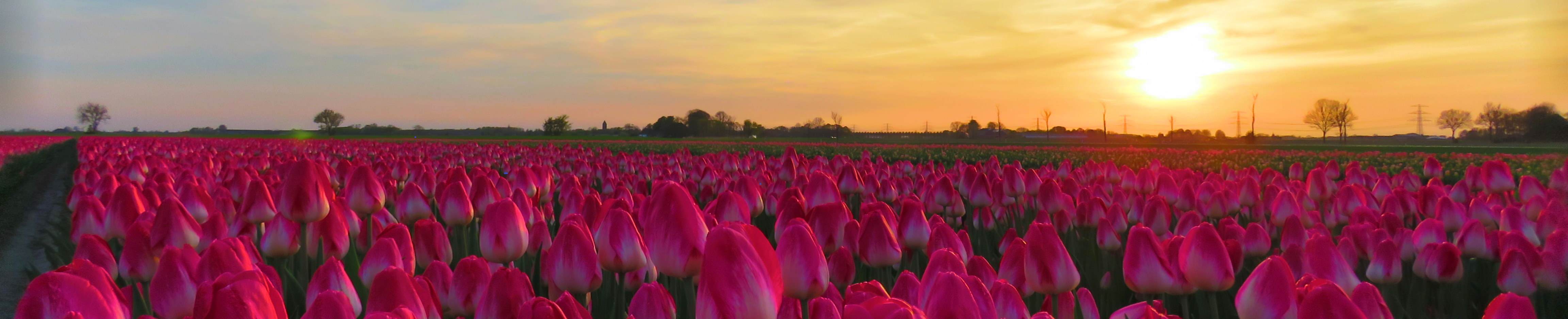 Lopsterkleitulp website tulpenkweker Schilder Loppersum